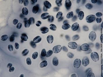 M002 100x.JPG